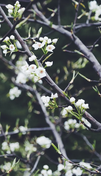 白色花瓣花树的选择性聚焦摄影